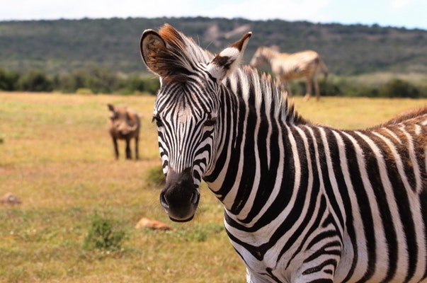 african safari with zebras