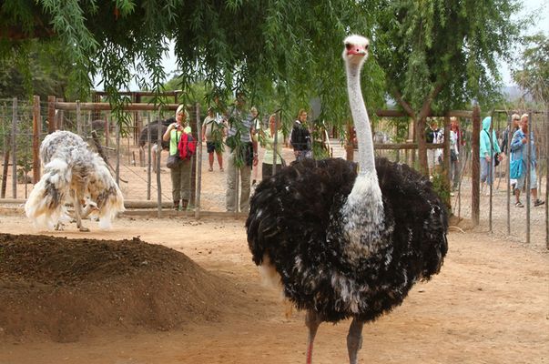 Ostrich in South Africa