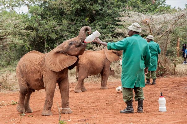 David sheldrick wildlife trust