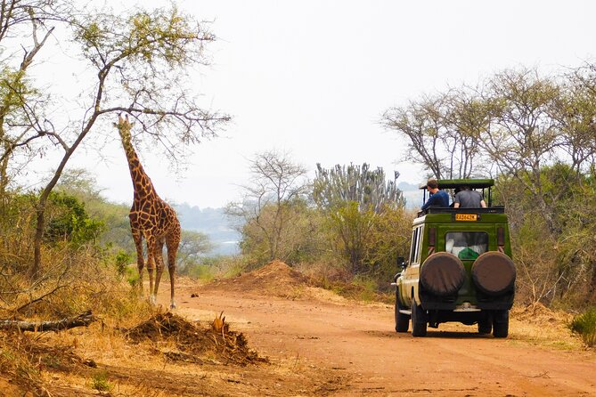 https://www.viator.com/en-GB/tours/Kigali/2-Days-Akagera-National-Park-Wildlife-Safari/d22362-103677P2